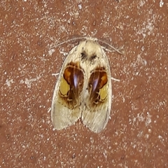 Arrhenophanes perspicilla