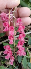 Rodriguezia lanceolata