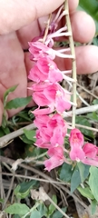 Rodriguezia lanceolata, photograph author not stated, no rights reserved