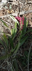 Rodriguezia lanceolata, photograph author not stated, no rights reserved