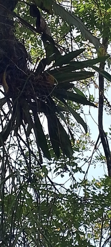 Rodriguezia lanceolata, photograph 4