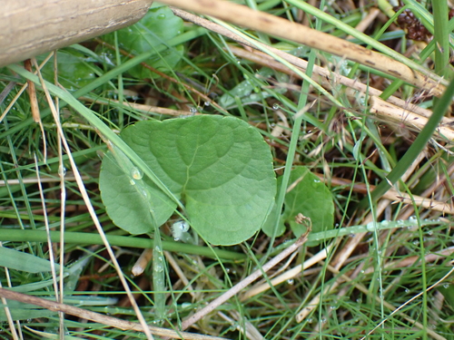 Viola palustris, photograph 1