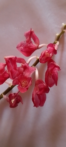 Rodriguezia lanceolata, photograph 5