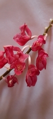 Rodriguezia lanceolata, photograph author not stated, no rights reserved