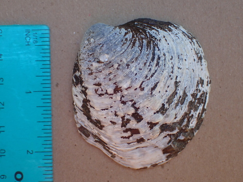 Purple Wartyback