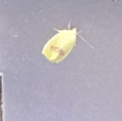 Spiny Bollworm