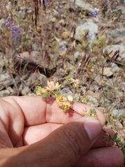 Acmispon decumbens decumbens