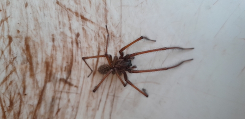 Giant House Spider