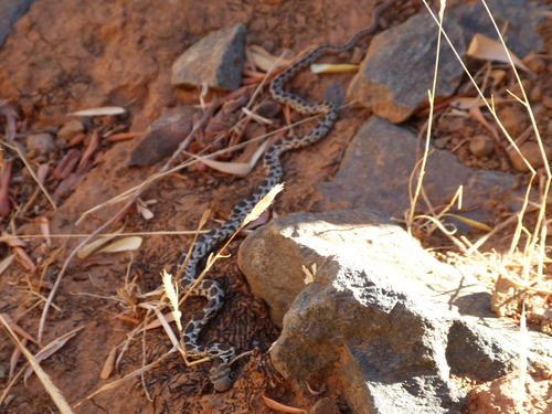 Horseshoe Whip Snake