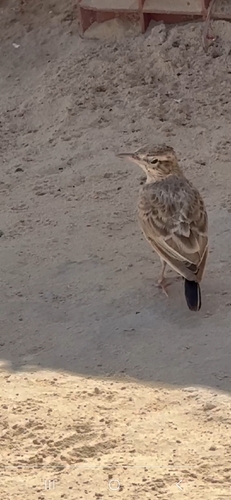 Crested Lark