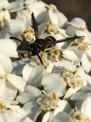 Ancistrocerus albolacteus