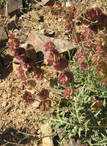 Salvia multicaulis, photograph 2