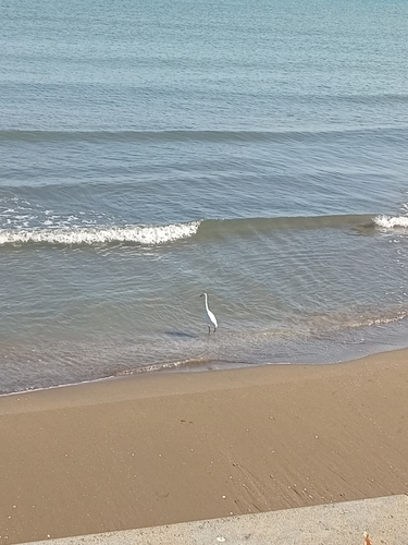 Little Egret