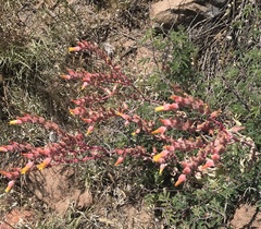 Dudleya saxosa collomiae