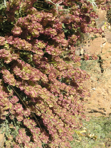 Kurdish Basil (Salvia multicaulis)
