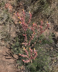 Dudleya saxosa collomiae