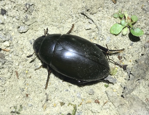 Hydrophilus ovatus