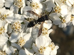Ancistrocerus albolacteus