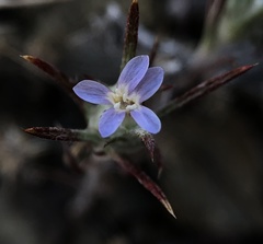 Eriastrum tracyi