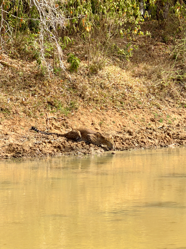 Sri Lankan Leopard