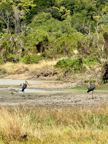 Lesser Adjutant