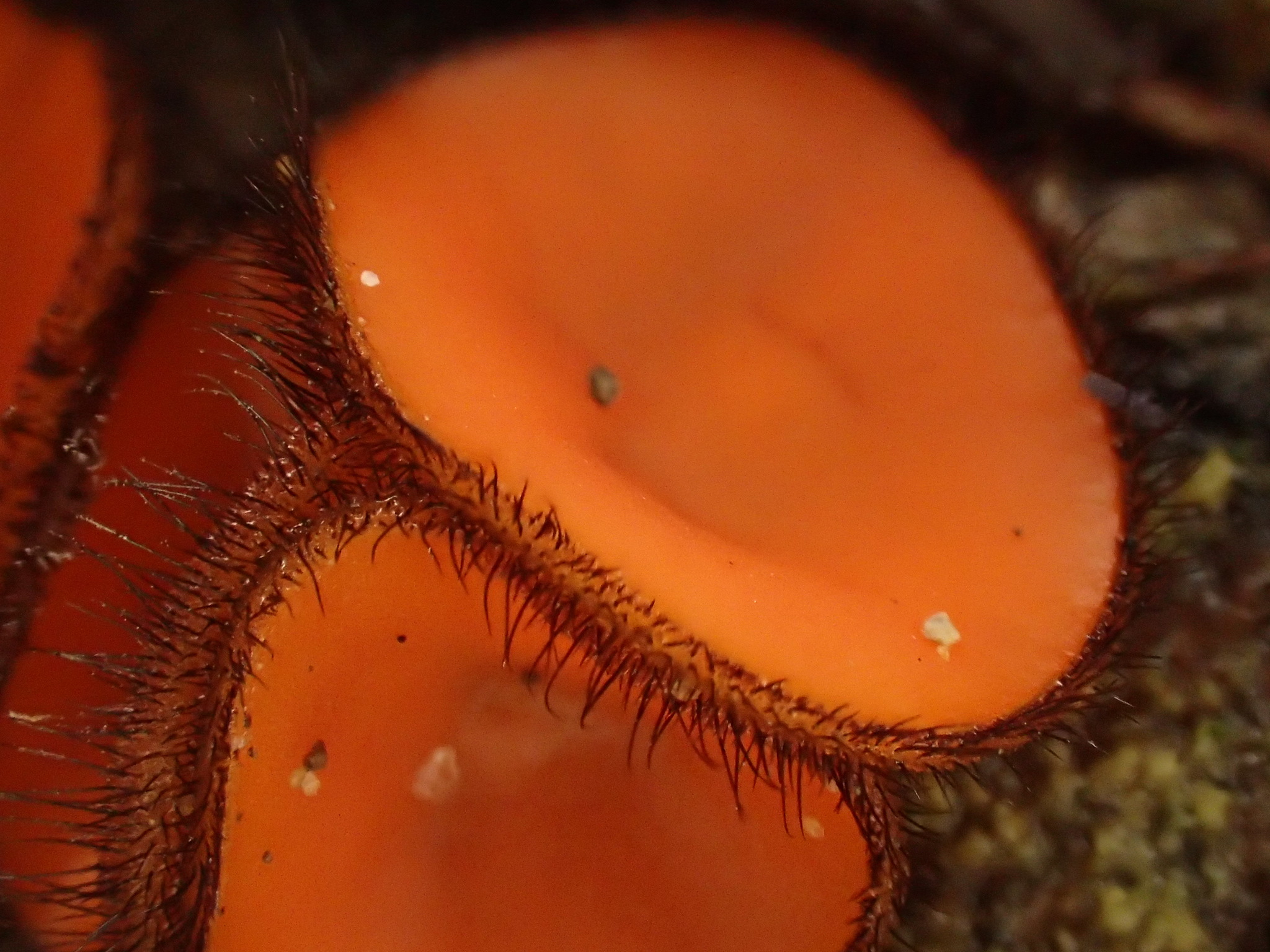 Scutellinia crinita image