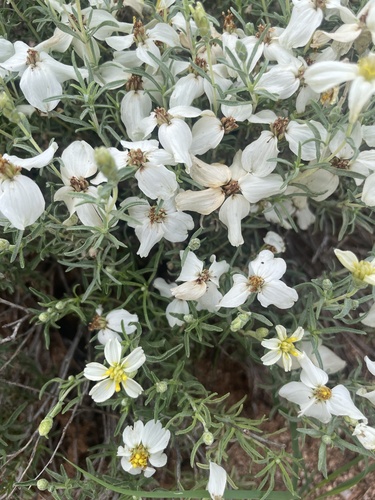 desert zinnia