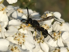 Ancistrocerus albolacteus