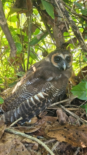 Brown Wood-Owl