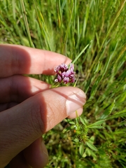 Trifolium variegatum major