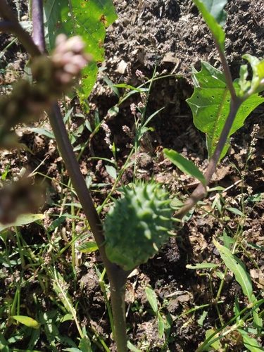 jimsonweed