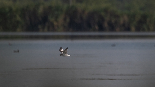 iNaturalist image