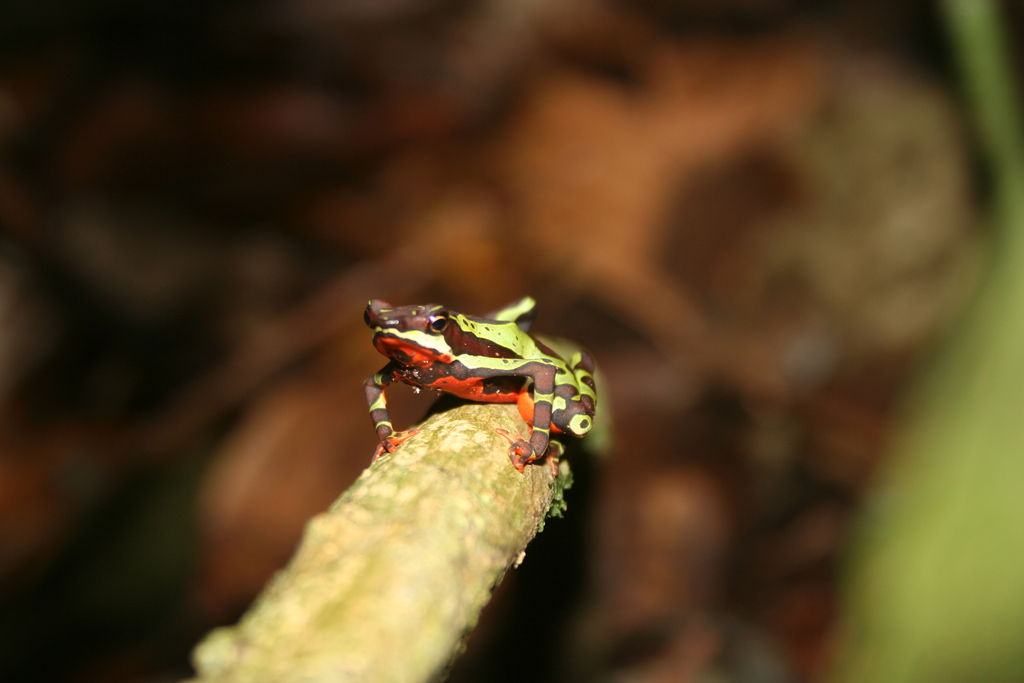 Harlequin Frog