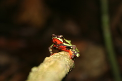 Harlequin Frog photo 2