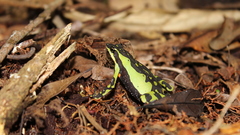 Harlequin Frog photo 3