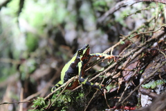 Harlequin Frog photo 4