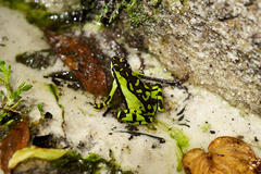 Harlequin Frog photo 5