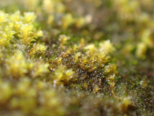 Scapania umbrosa, 2026-08-29