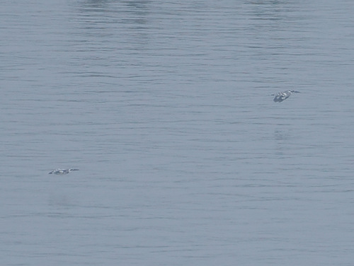 iNaturalist image