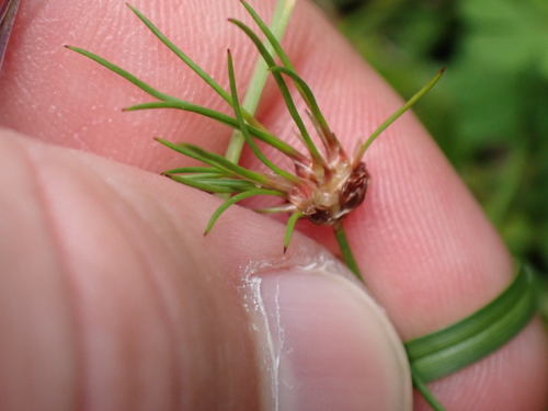 Juncus bulbosus