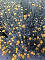 Santolina chamaecyparissus