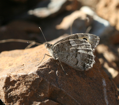 Pseudochazara thelephassa