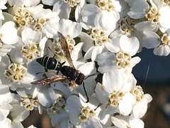 Ancistrocerus albolacteus