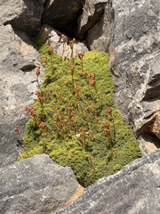 Saxifraga spruneri, photograph author not stated, no rights reserved