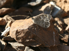 Pseudochazara thelephassa