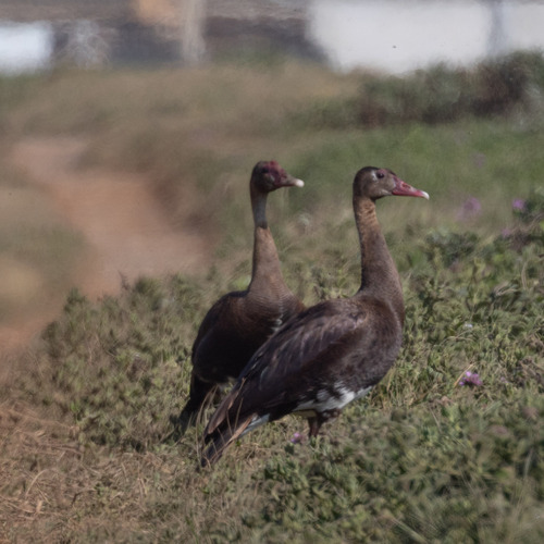 iNaturalist image