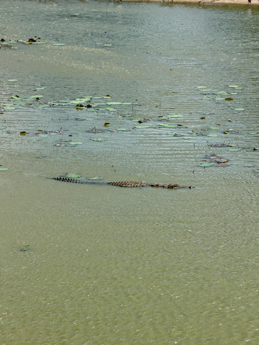 Mugger Crocodile
