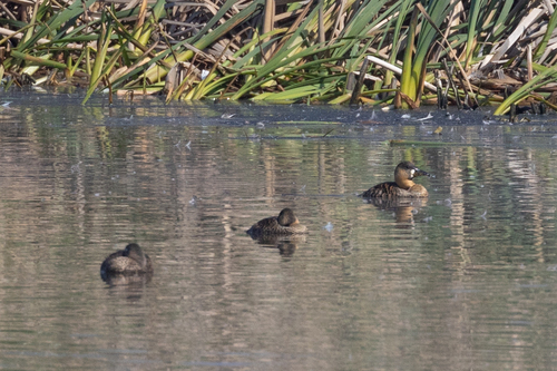iNaturalist image