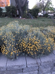 Santolina chamaecyparissus