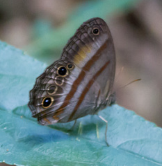 Cissia myncea